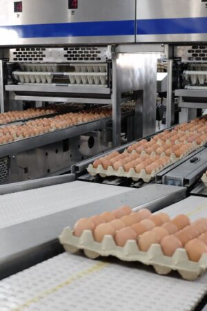 Máy Phân Loại Trứng Gà