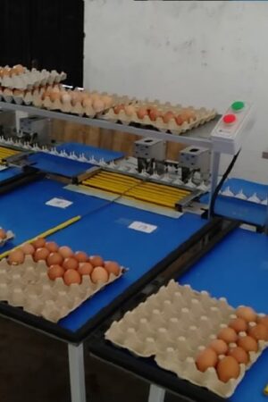 Máy Phân Loại Trứng Gà