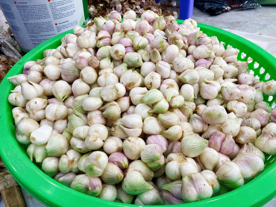 Máy bóc vỏ hành tỏi
