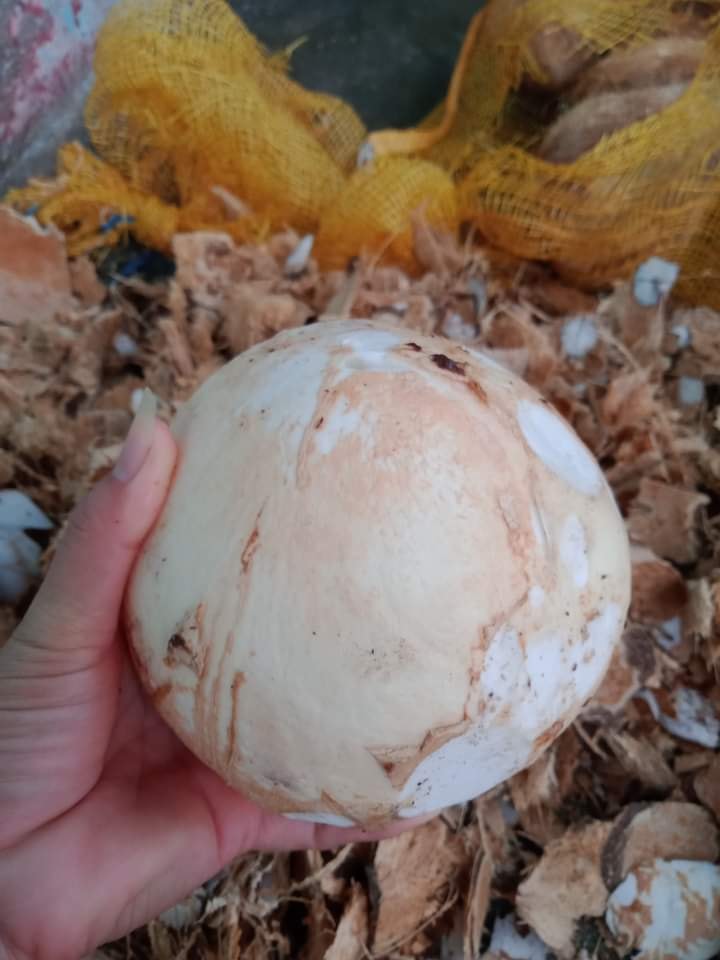Máy Tách Gáo Dừa
