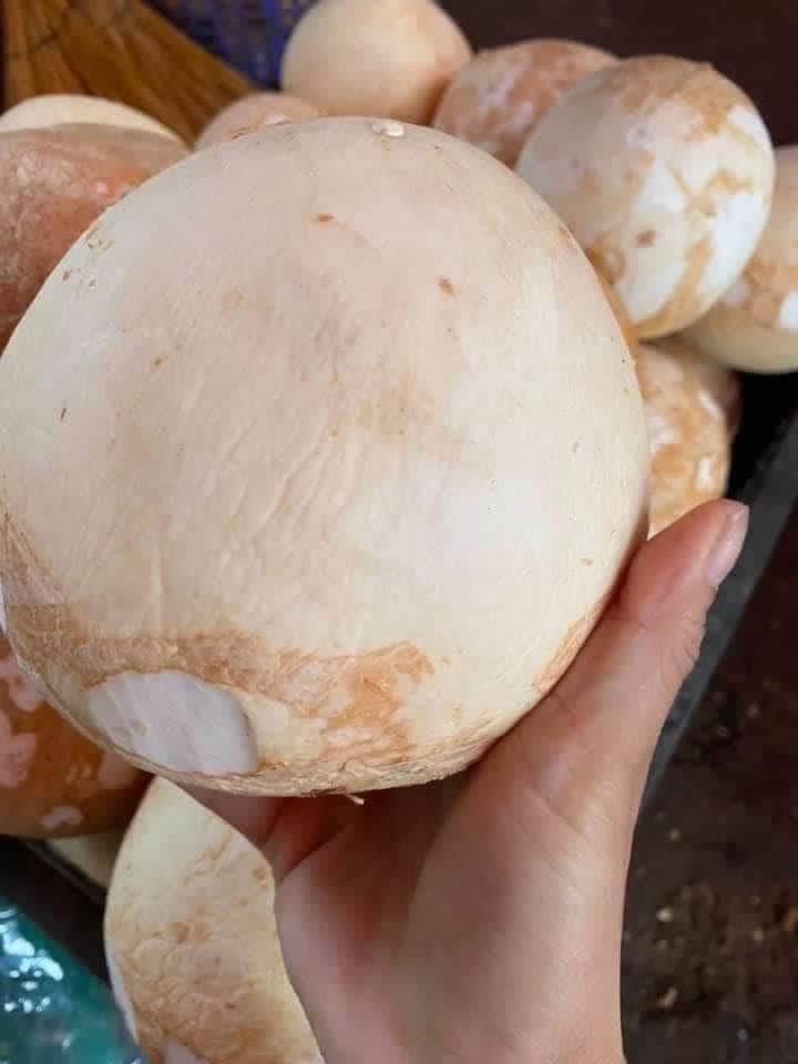 Máy Tách Gáo Dừa